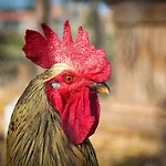 El Corral *
